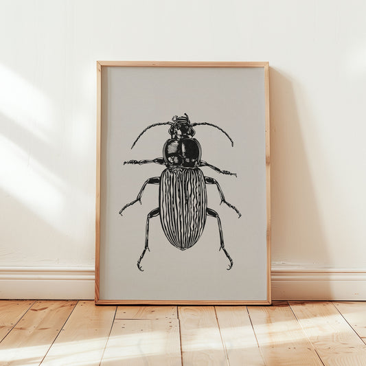 Insect Series: Beetle