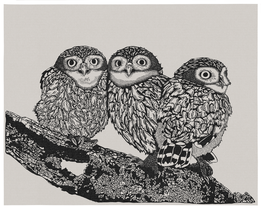 Bird Series: Owls