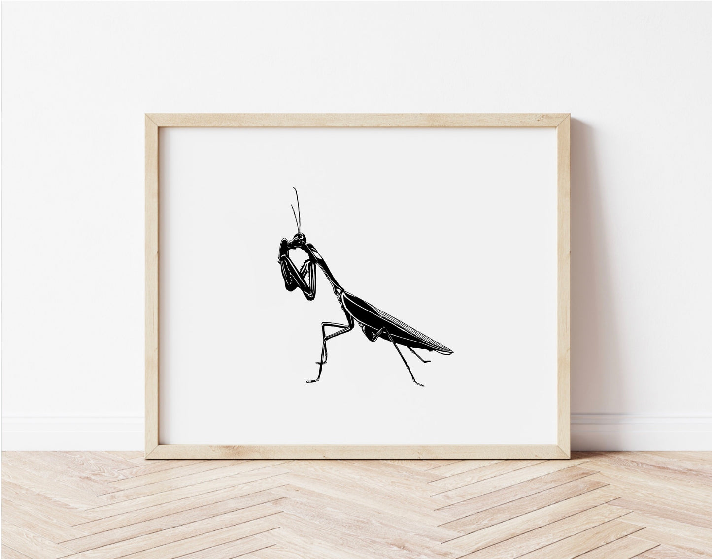 Insect Series: Mantis