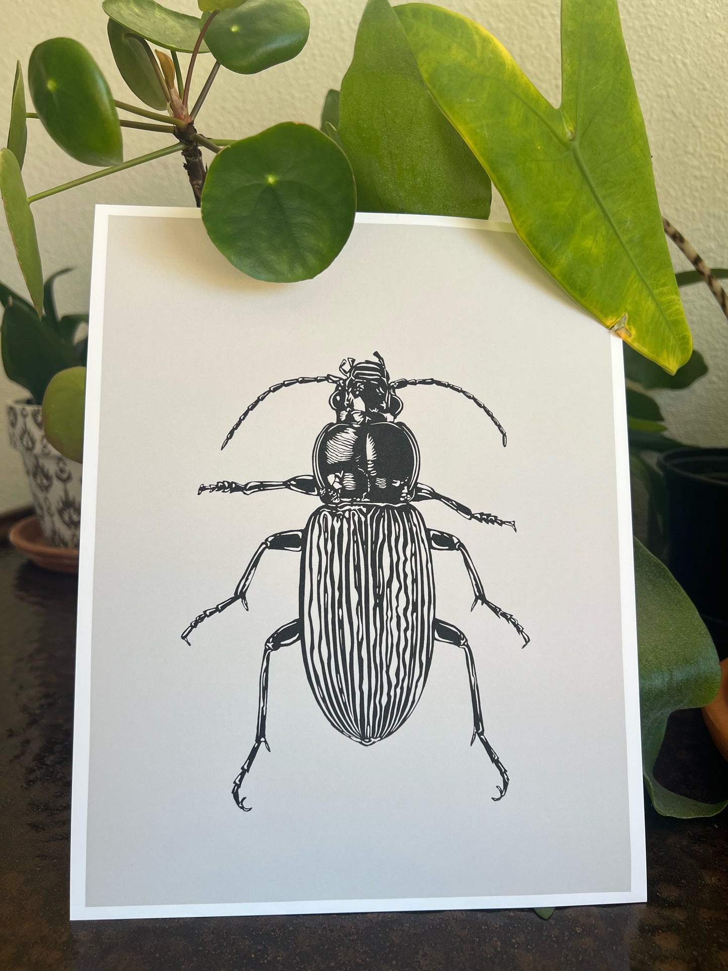 Insect Series: Beetle